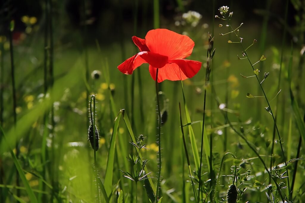 poppy, flower, nature-3137588.jpg